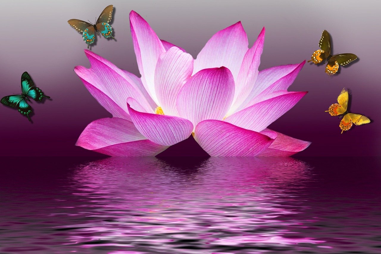 butterfly, lotus, flower